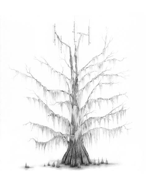 srie Cellular Transmission Tress - Swamp Cypress , 2010